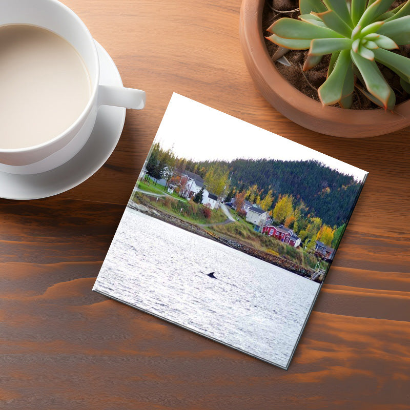 Birchy Cove Coaster