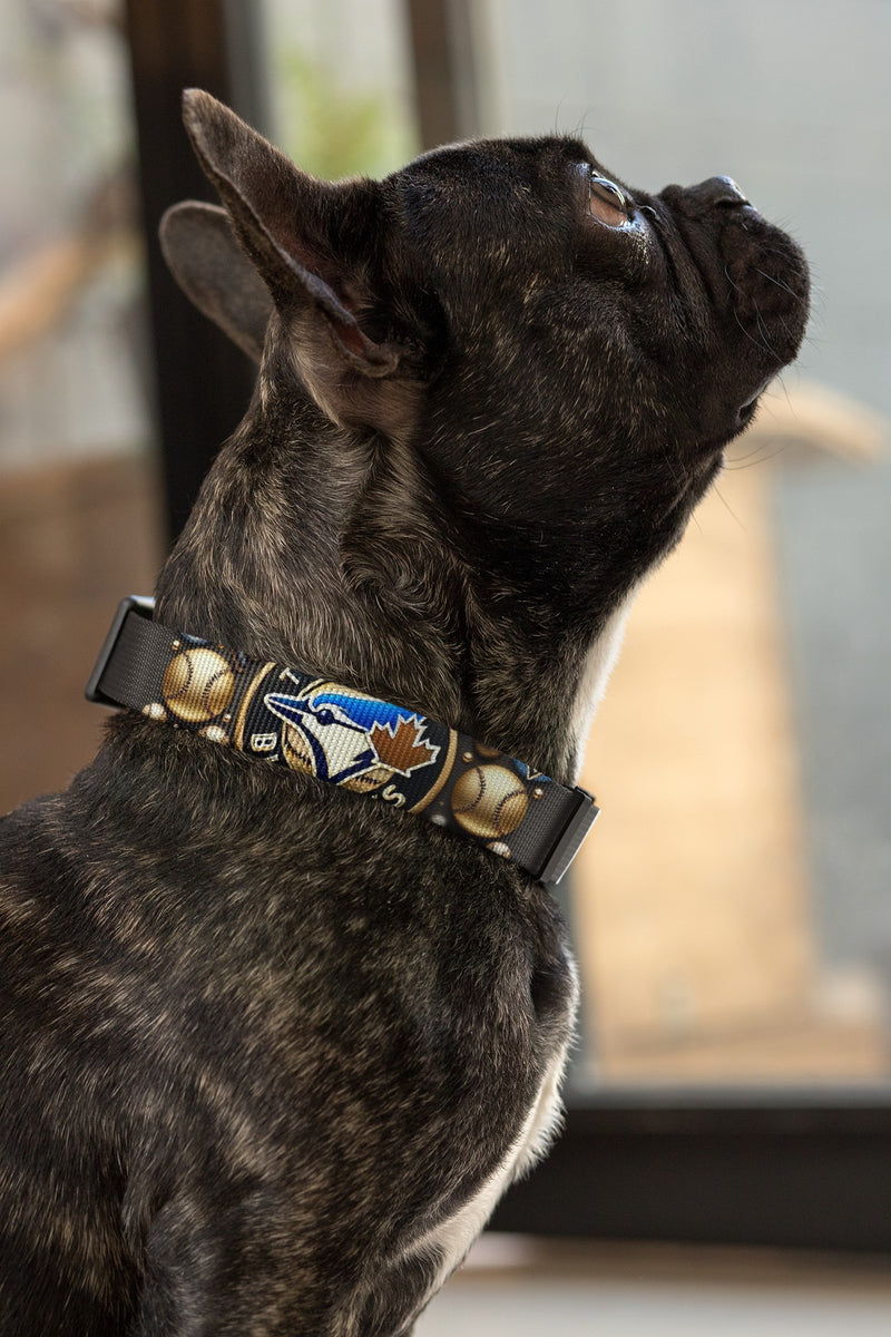 Blue Jays Dog Collar