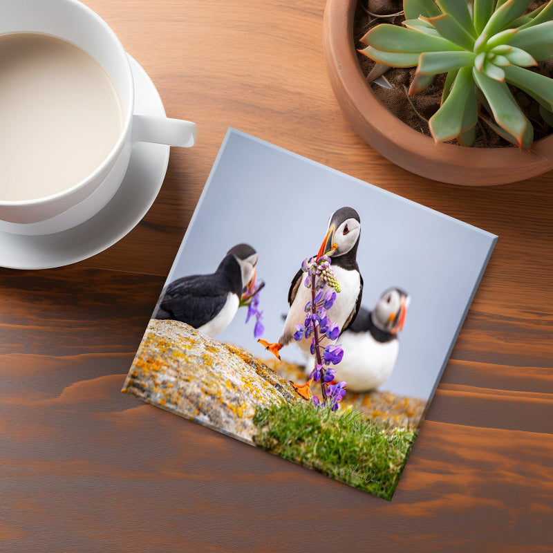 Puffins Coaster